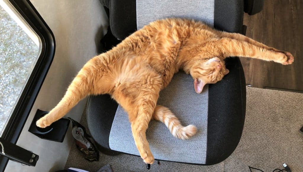 Monty sprawled in the passenger chair while stopped