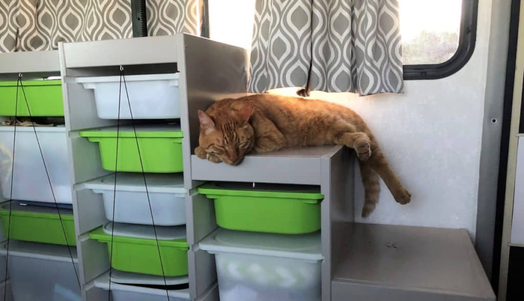 Travel cat sleeping on storage bins